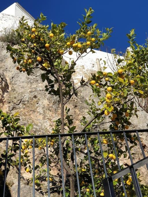 Mirador Del Olivar Ольвера Экстерьер фото